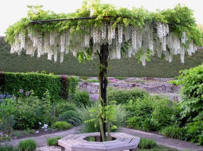 Wisteria Umbrella