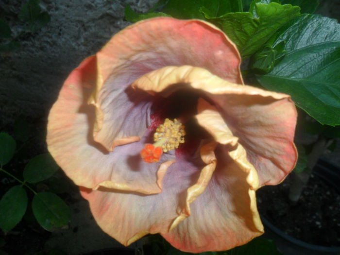  - hibiscusi 2016-5