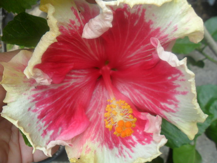  - hibiscusi 2016-5