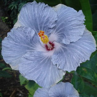 Moorea Great Mamie Blue - seminte hibii moorea