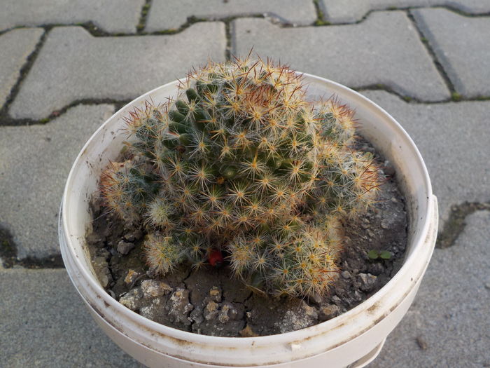 mammilaria bocasana - CACTUSI si SUCULENTE