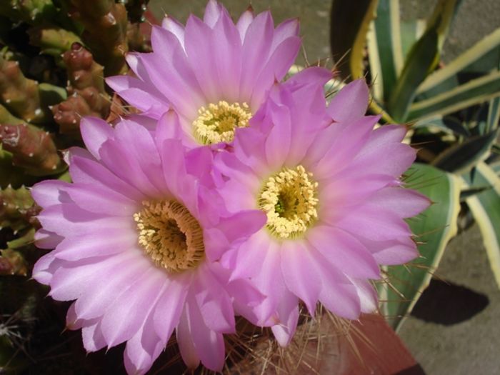 mijloc de august (5)