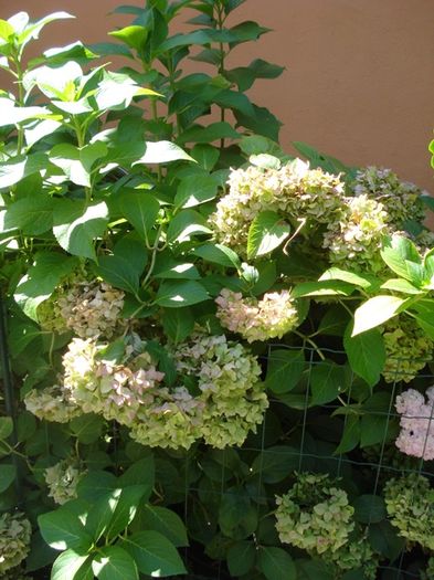 mijloc de august (6)