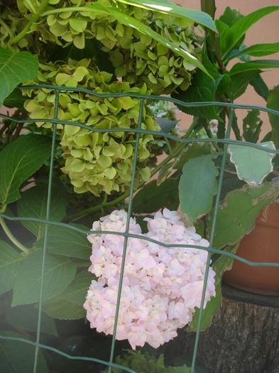 mijloc de august (7)