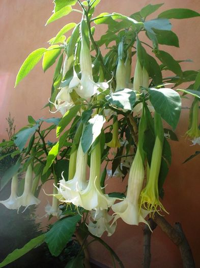 mijloc de august (10)