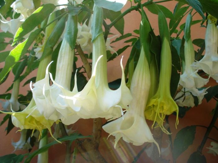 mijloc de august (13)