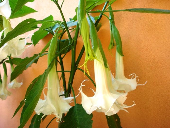 mijloc de august (14)