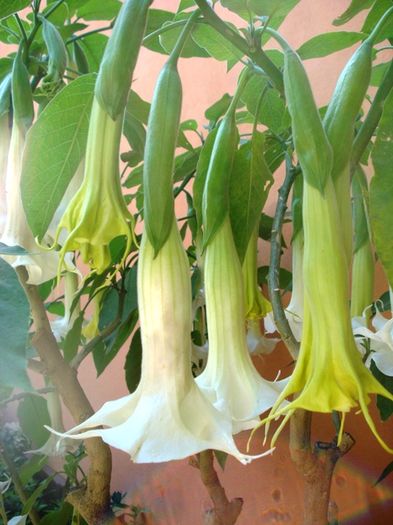 mijloc de august (16)