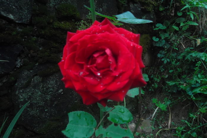 SAM_7590 - Trandafiri 2016