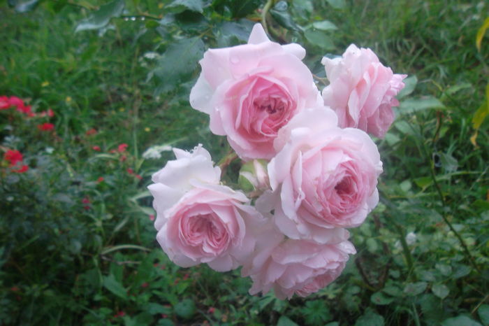 SAM_7587 - Trandafiri 2016