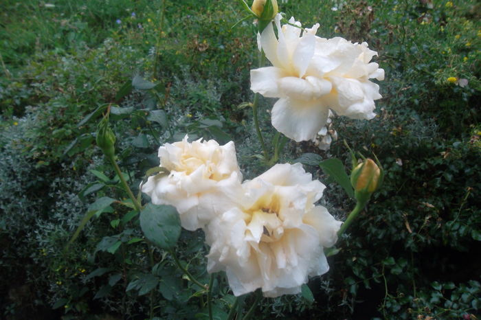 SAM_7588 - Trandafiri 2016