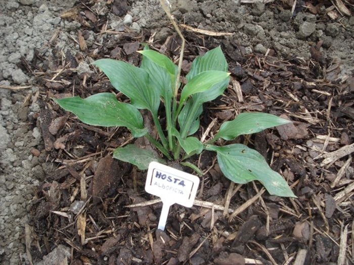 albopicta in august (1)