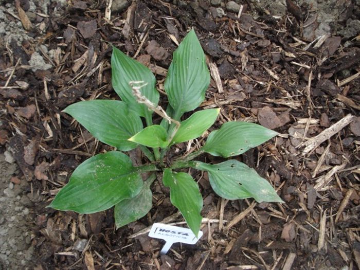 albopicta in august (2)