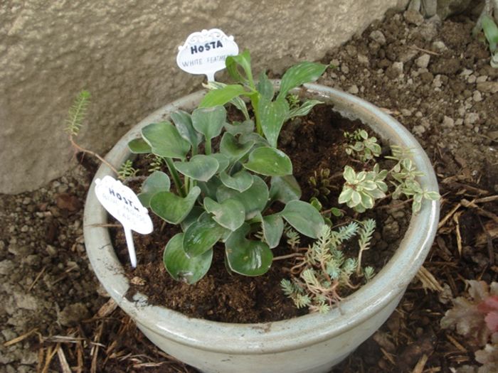 Blue Mouse Ears si White Feathers in august (1)