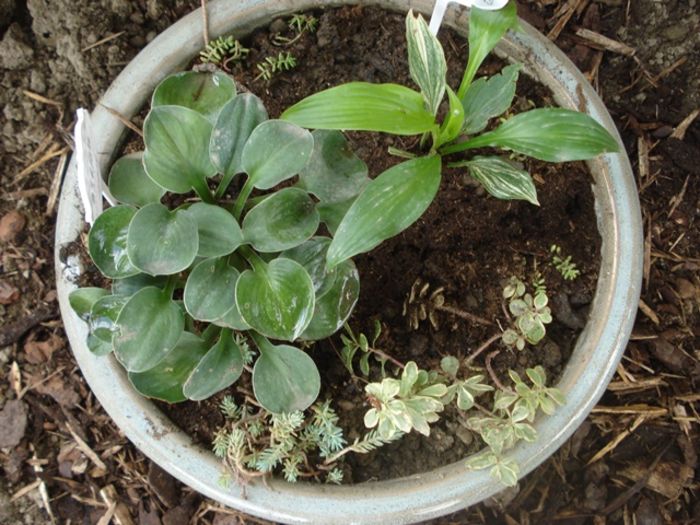 Blue Mouse Ears si White Feathers in august (3)