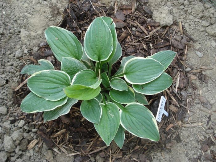 Christmas Tree in august (1)