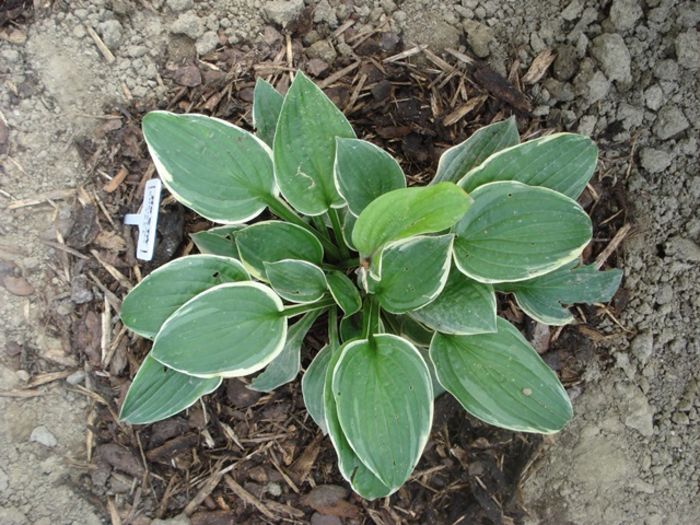 Christmas Tree in august (2)