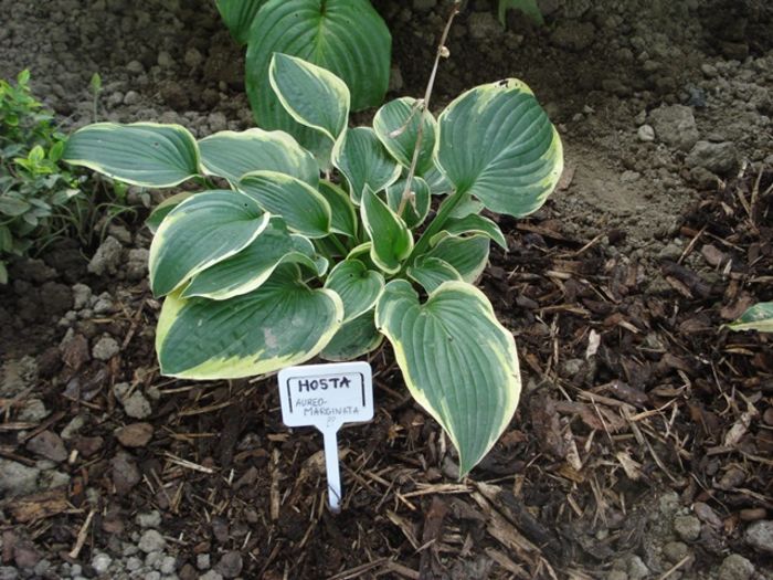 fortunei aureomarginata in august  (1)