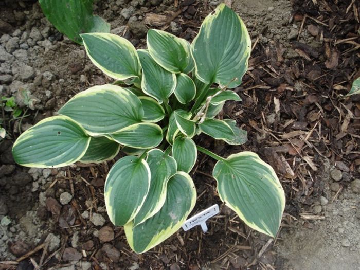 fortunei aureomarginata in august  (2)