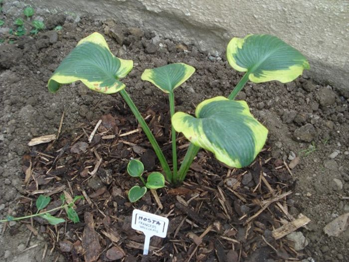 Francces Williams in august (1) - hosta