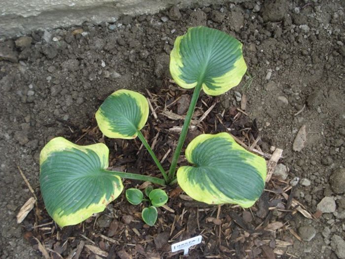 Francces Williams in august (2)