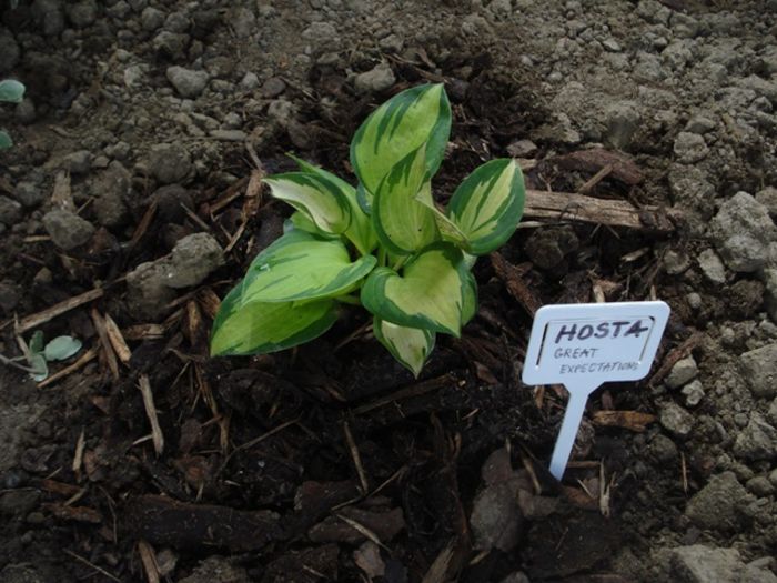 Great Expectations in august (1)