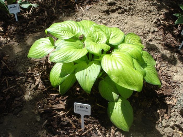 Guacamole 1 in august  (1)