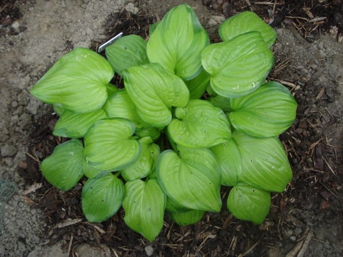 Guacamole 1 in august  (3)
