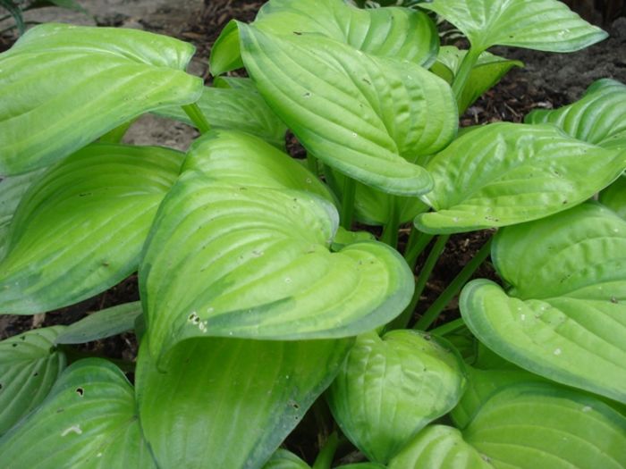 Guacamole 1 in august  (5)