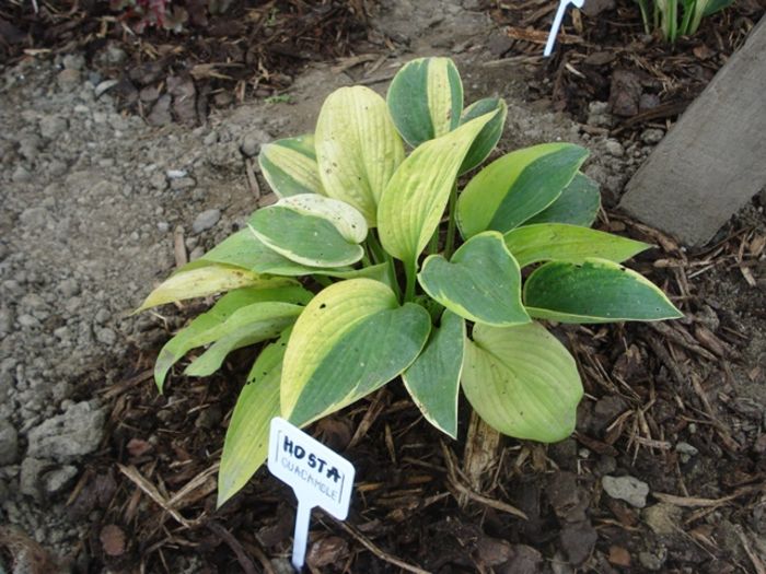 Guacamole 2 in august (2)