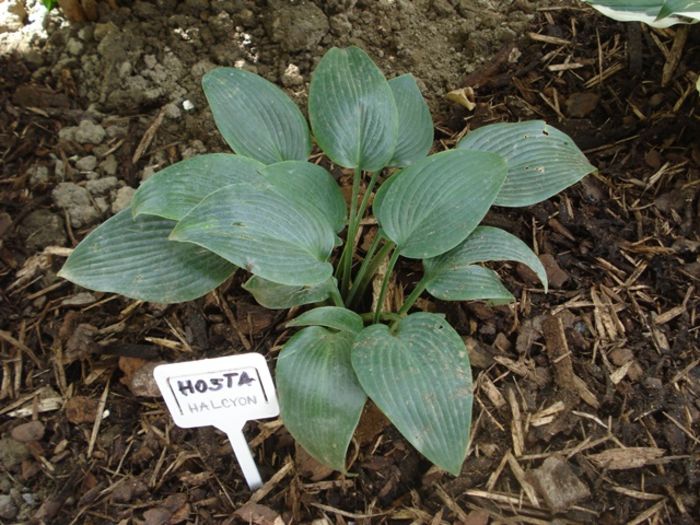 Halcyon in august (1)