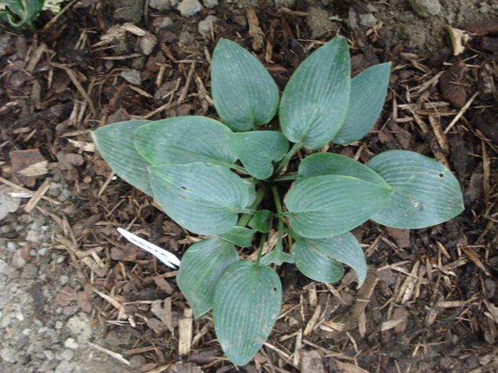 Halcyon in august (2)