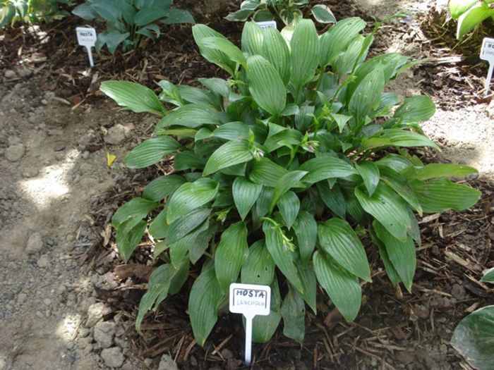 Lancifolia in august (1) - hosta