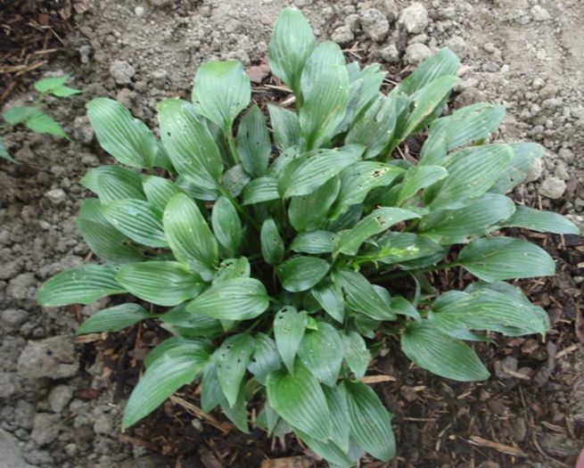 Lancifolia in august (3) - hosta