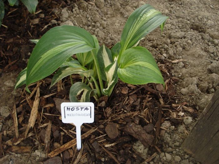 Mediovariegata in august (1) - hosta