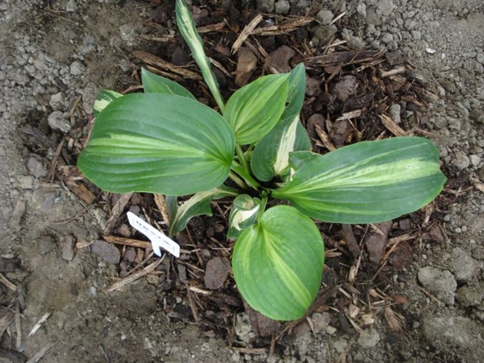 Mediovariegata in august (2)