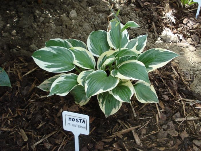 Minuteman in august (1)