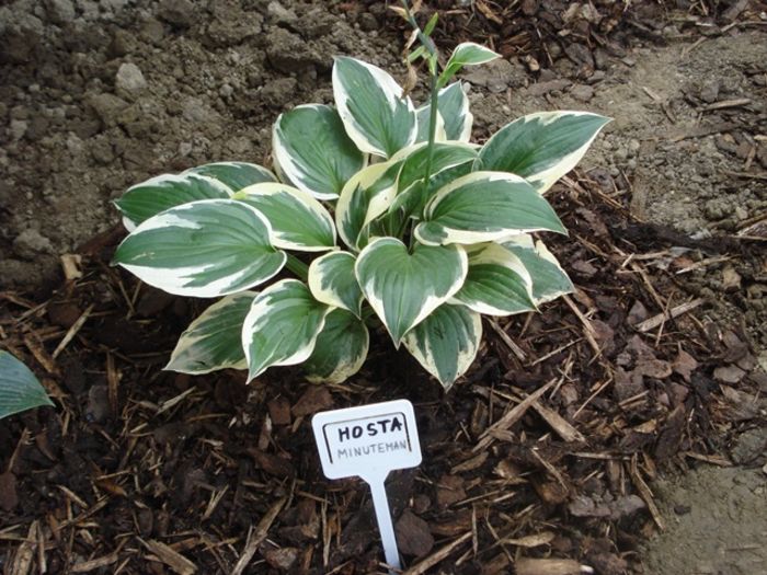 Minuteman in august (2)