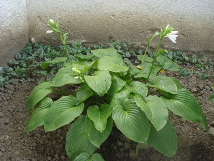 Plantaginea in august (1)