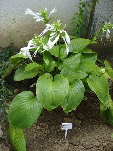 Plantaginea in august (4)