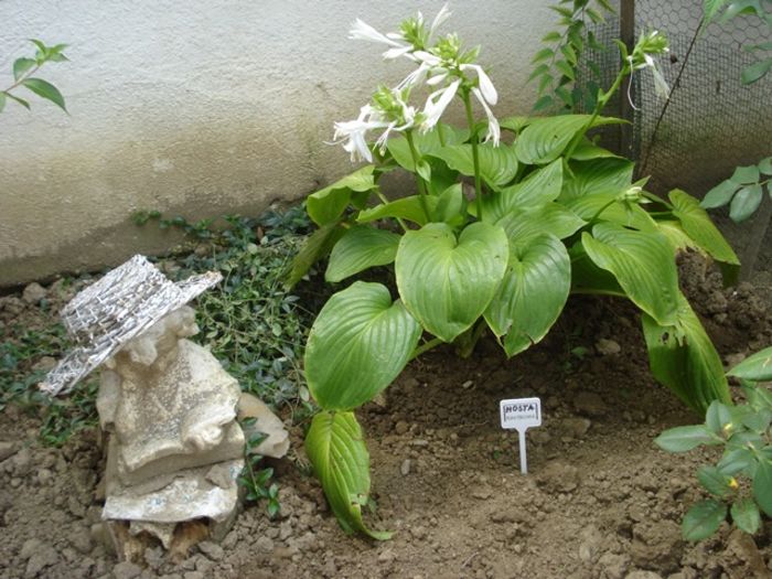 Plantaginea in august (5)