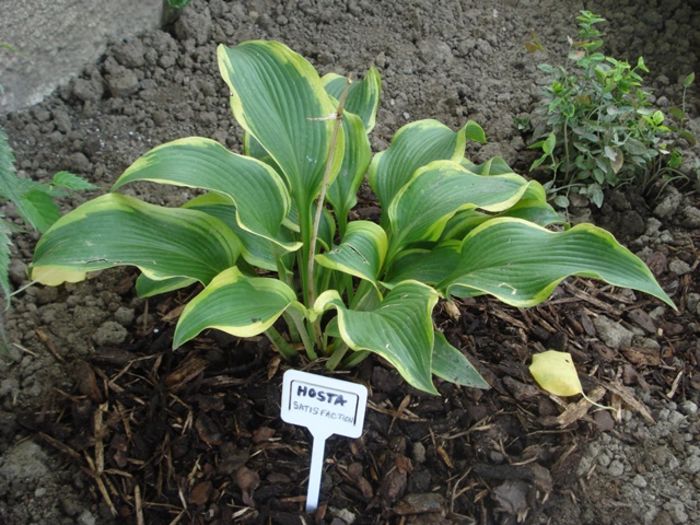 Satisfaction in august (1)