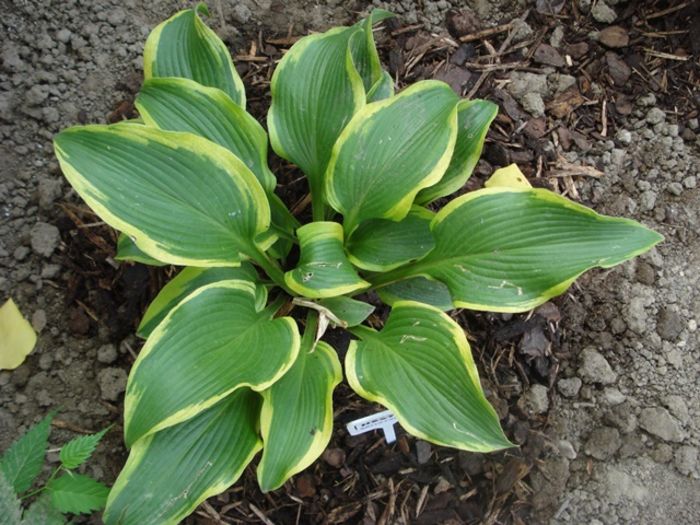 Satisfaction in august (2)