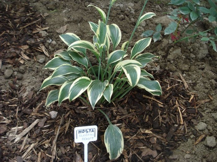 Sleeping Beauty in august (1)