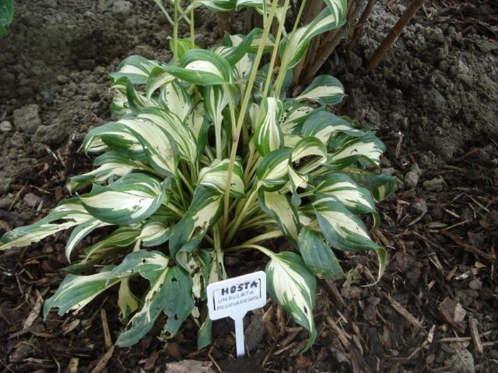 Undulata mediovariegata in august (1)