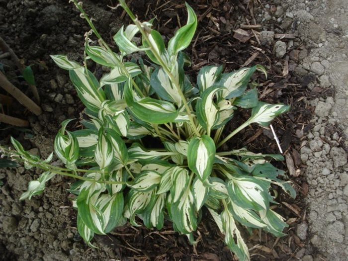 Undulata mediovariegata in august (2)