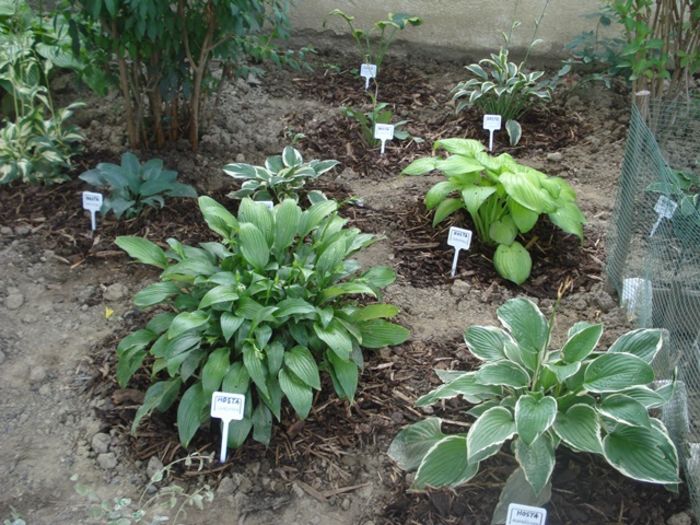 x crampeie din gradinita (1)