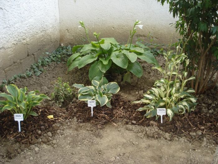 x crampeie din gradinita (5)