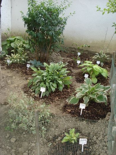 x crampeie din gradinita (7)