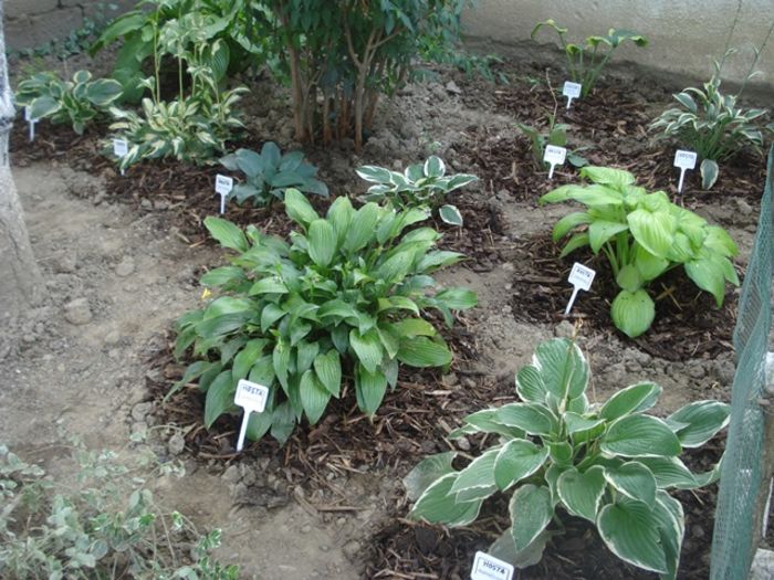 x crampeie din gradinita (8)